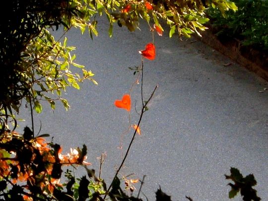 coeurs