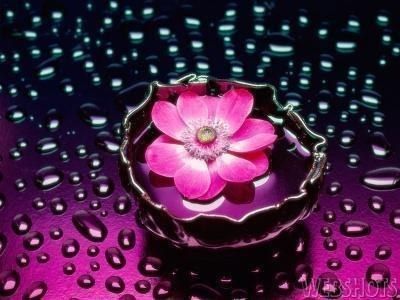 fleurs
